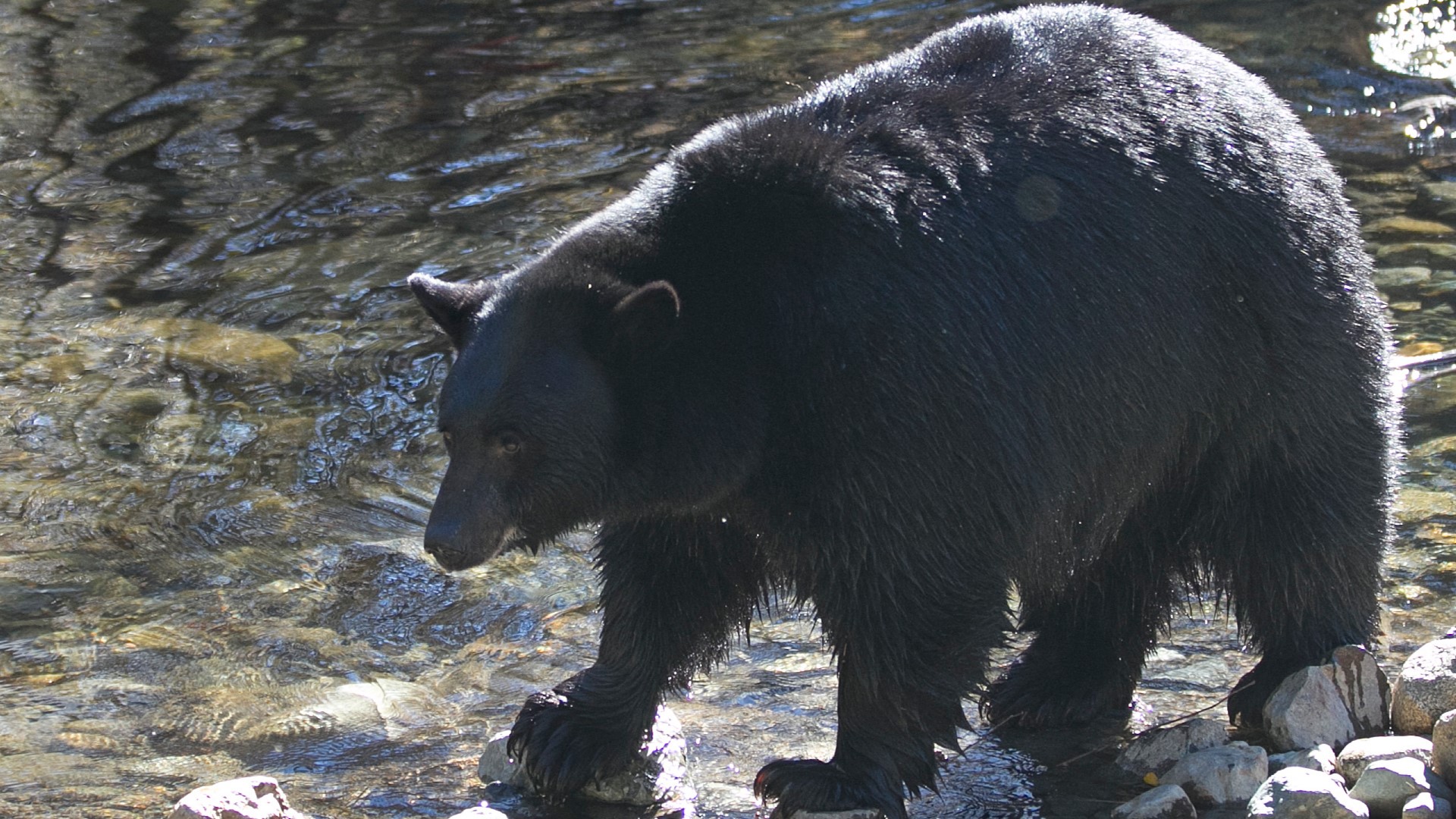 Wildlife officials have swabbed DNA from the victim’s injuries and set traps to catch the bear to potentially euthanize it.