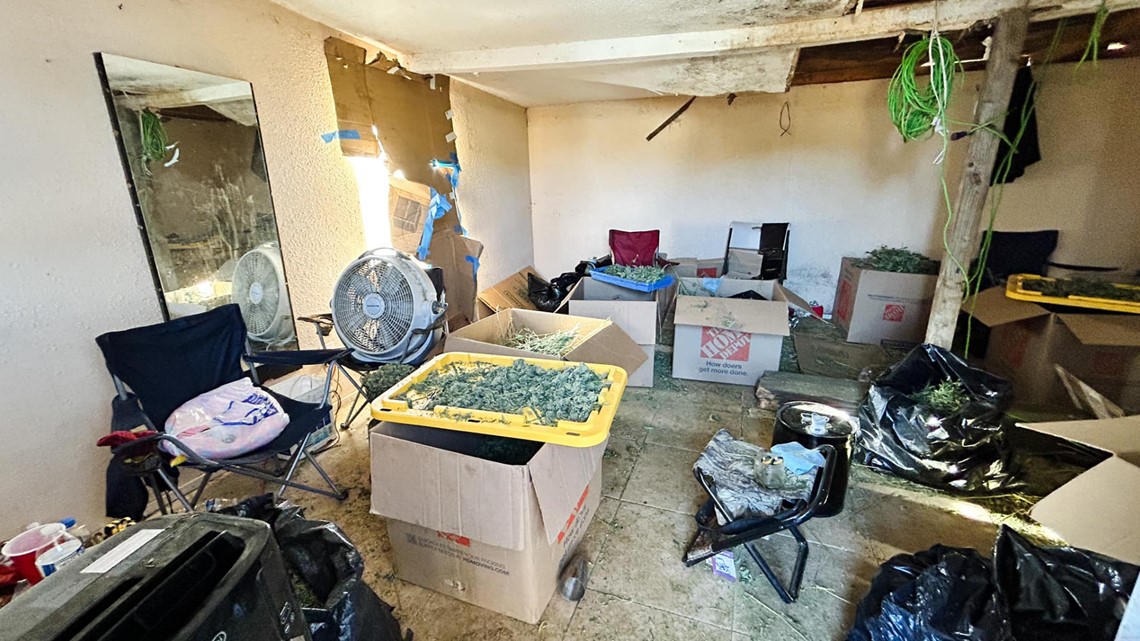 60 trafficked people found working at illegal Merced pot plant - Vimarsana News
