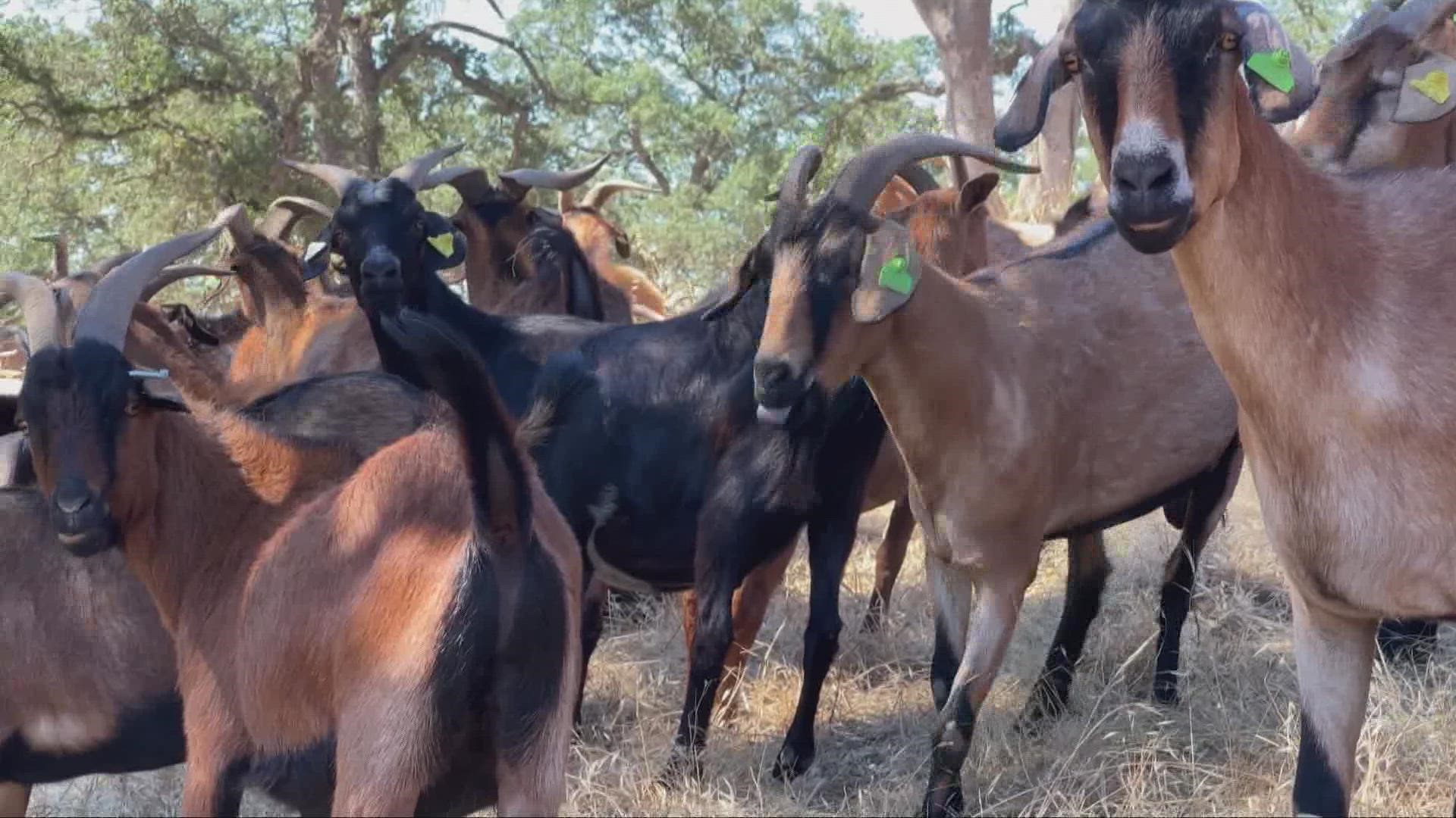 The Rocklin Fire Department said these goats are mowing lawns and eating overgrowth to help prevent wildfires in Placer County.