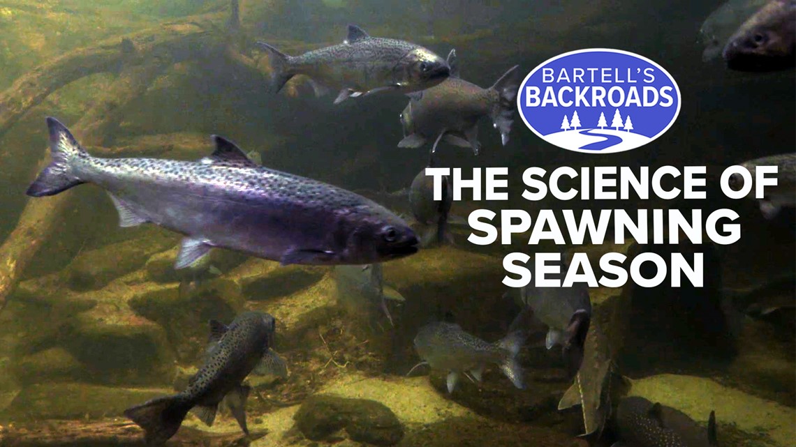 Life, death and fertilization: The lifecycle of salmon at Nimbus Fish Hatchery | Bartell's Backroads
