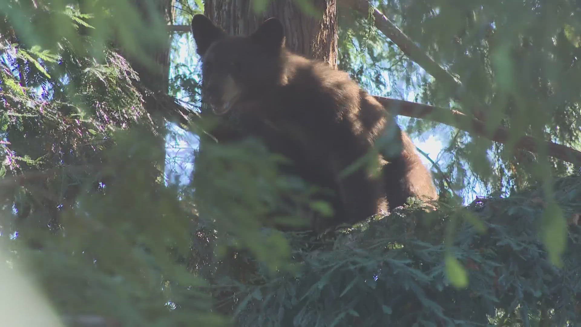 Bear sightings continue to concern Auburn neighbors