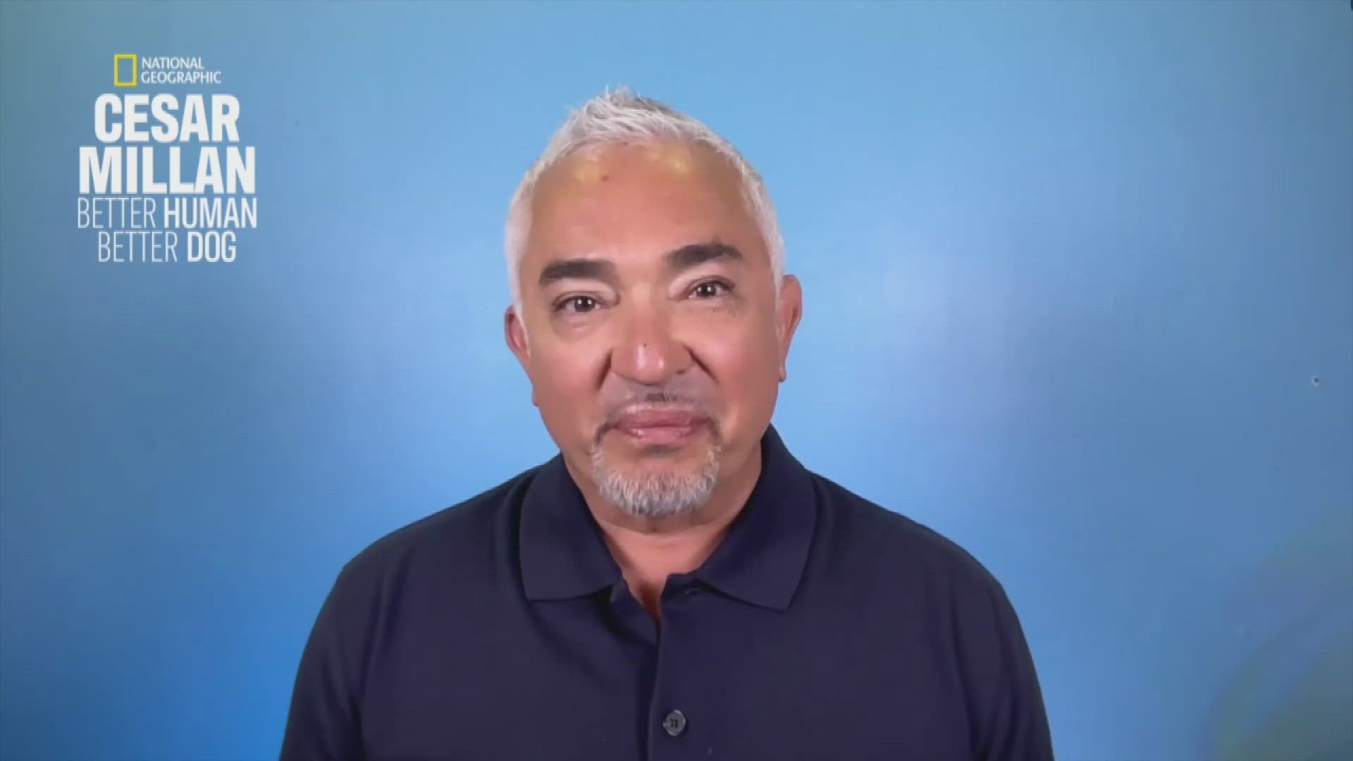 Cesar Millan, a renowned dog behaviorist, rehabilitates dogs and trains pet parents.