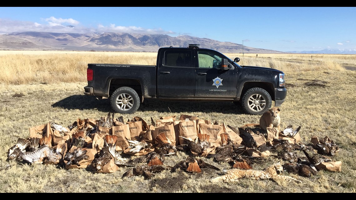 Hawk poacher convicted for killing more than 150 birds | abc10.com