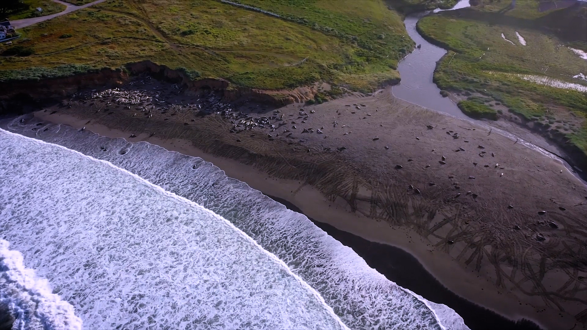 We head to the San Simeon coastline to get a quick glimpse of the beautiful beach and the majestic but noisy Piedras Blancas elephant seals.