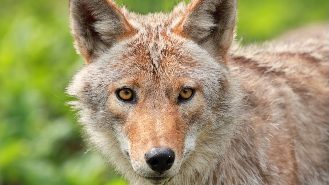 Coyotes attack dogs on American River Parkway | Security increase