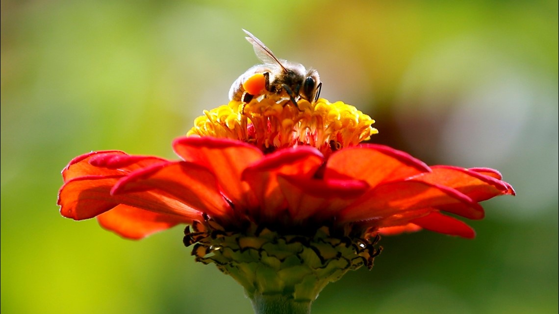 5 million bees from Sacramento die in shipping incident - Vimarsana News