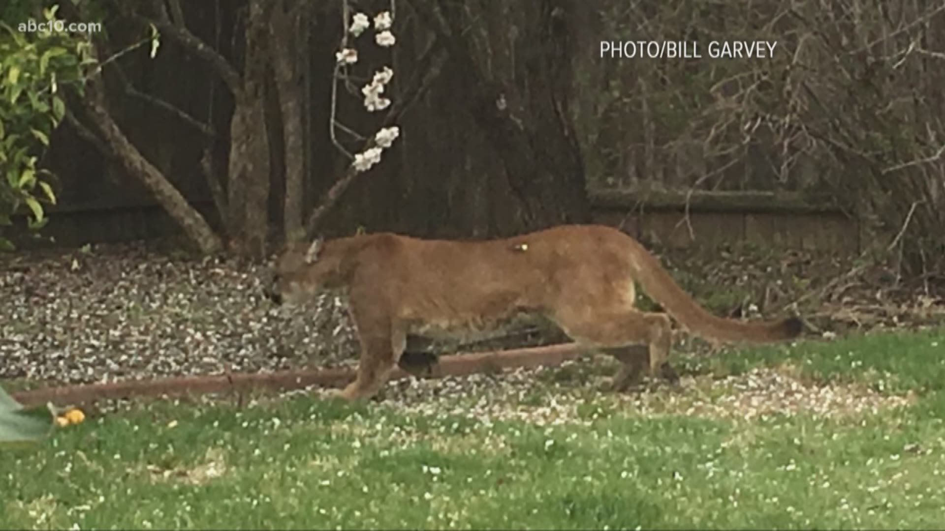 The mountain lion was first spotted on a “Ring” doorbell camera in Natomas. That and more on your Daily Blend of weather, traffic and headlines.