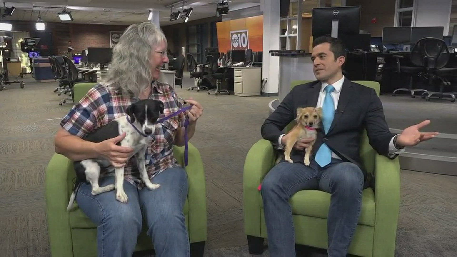 These two pooches are looking for forever homes.  They're available for adoption through the Stockton Animal Shelter.