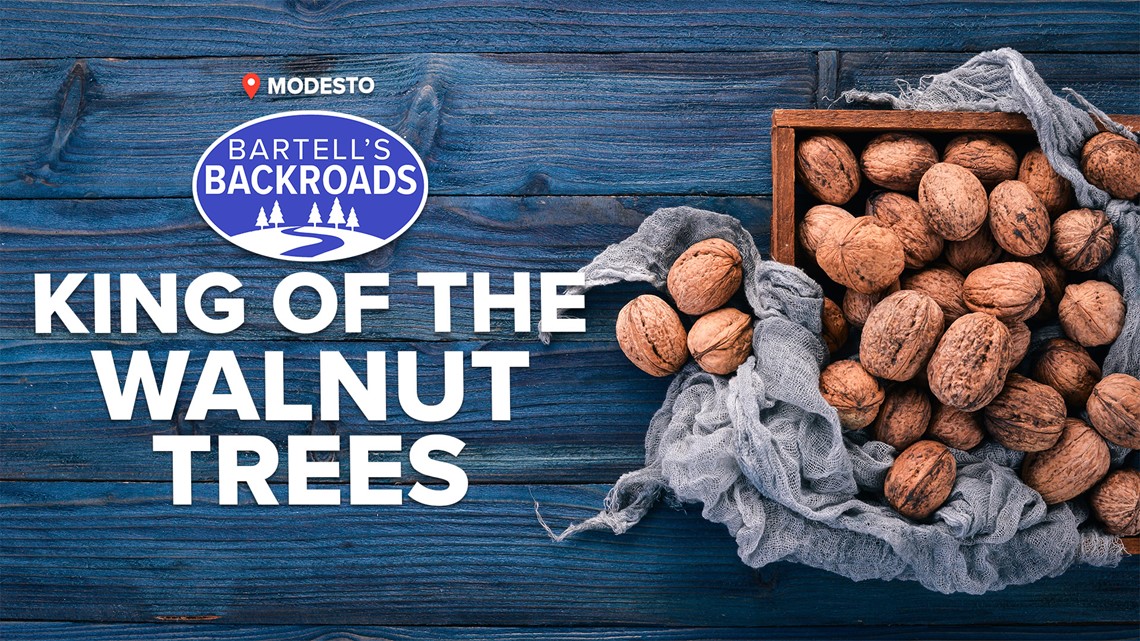 California's oldest walnut tree is a massive Modesto landmark | Bartell's Backroads