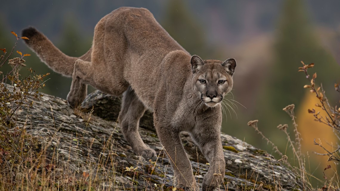 Trinity County dog fights off mountain lion, fight broken up by PVC pipe and pepper spray