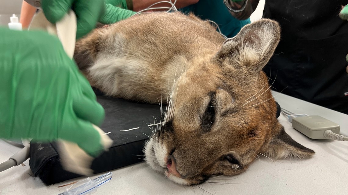 Young mountain lion shot by police dies in surgery - Vimarsana News