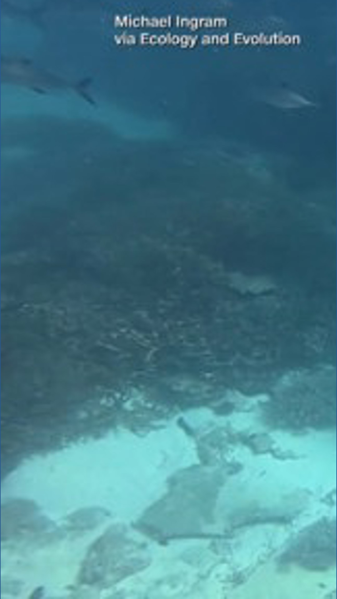 Example Of Bubble Map Great Barrier Reef dolphin Bubbles has a bizarre way to get a meal ...