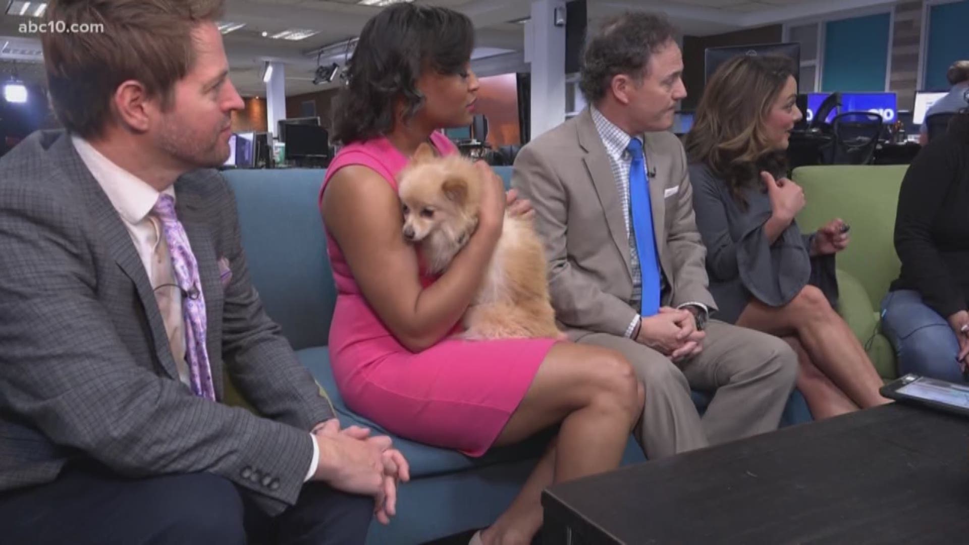 pomeranian animal shelter