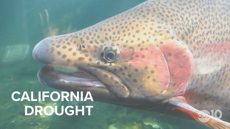California Drought: Most years for Trout, Salmon look like a 'historically dry year'