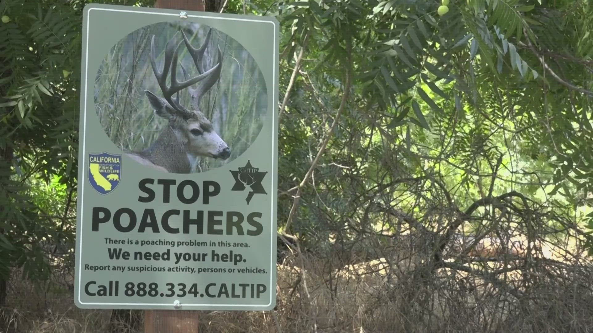 Poachers Sought After Deer Killed Along American River Parkway Abc10