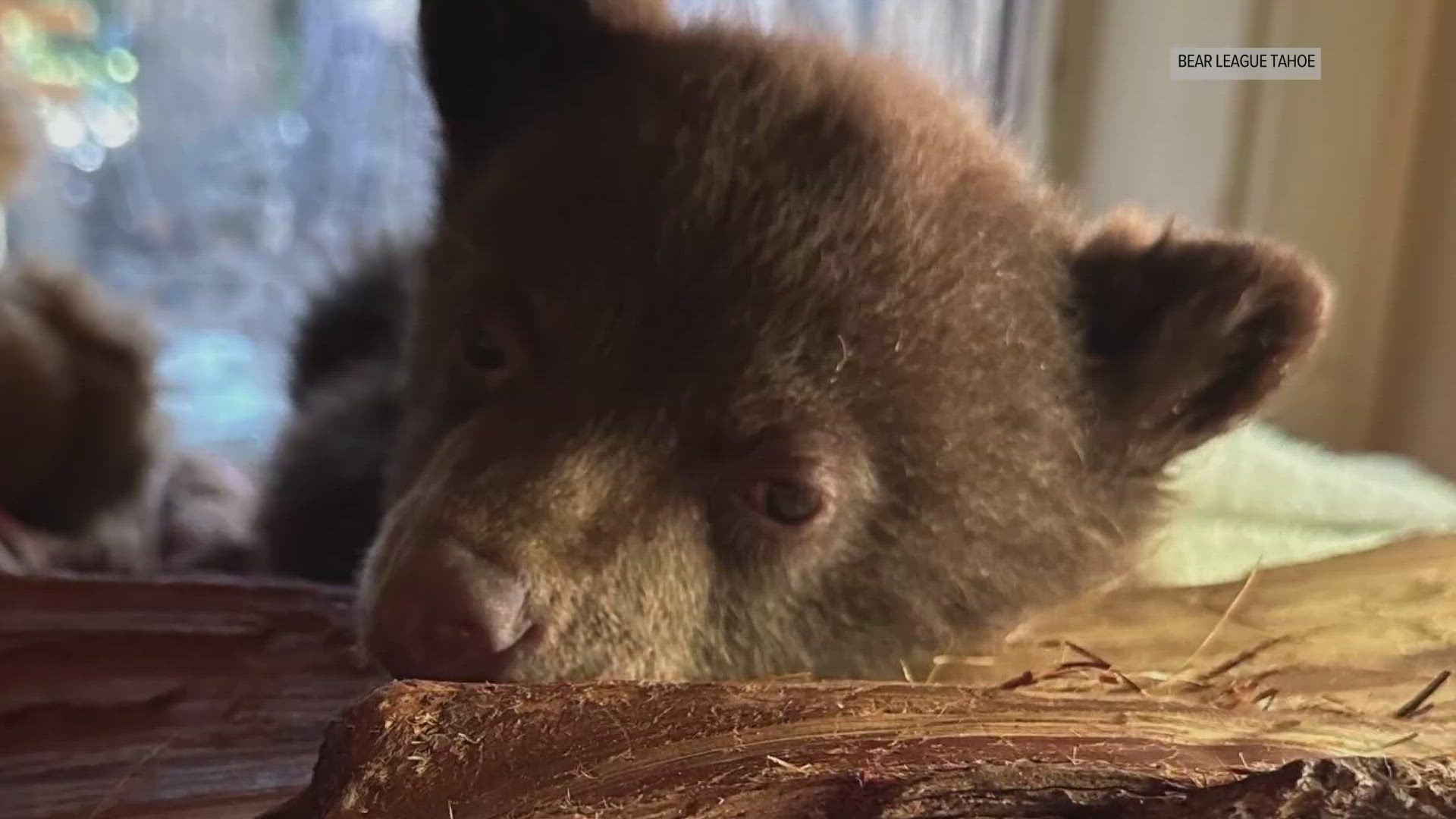 A bear cub left in a pet carrier in South Lake Tahoe is now an orphan