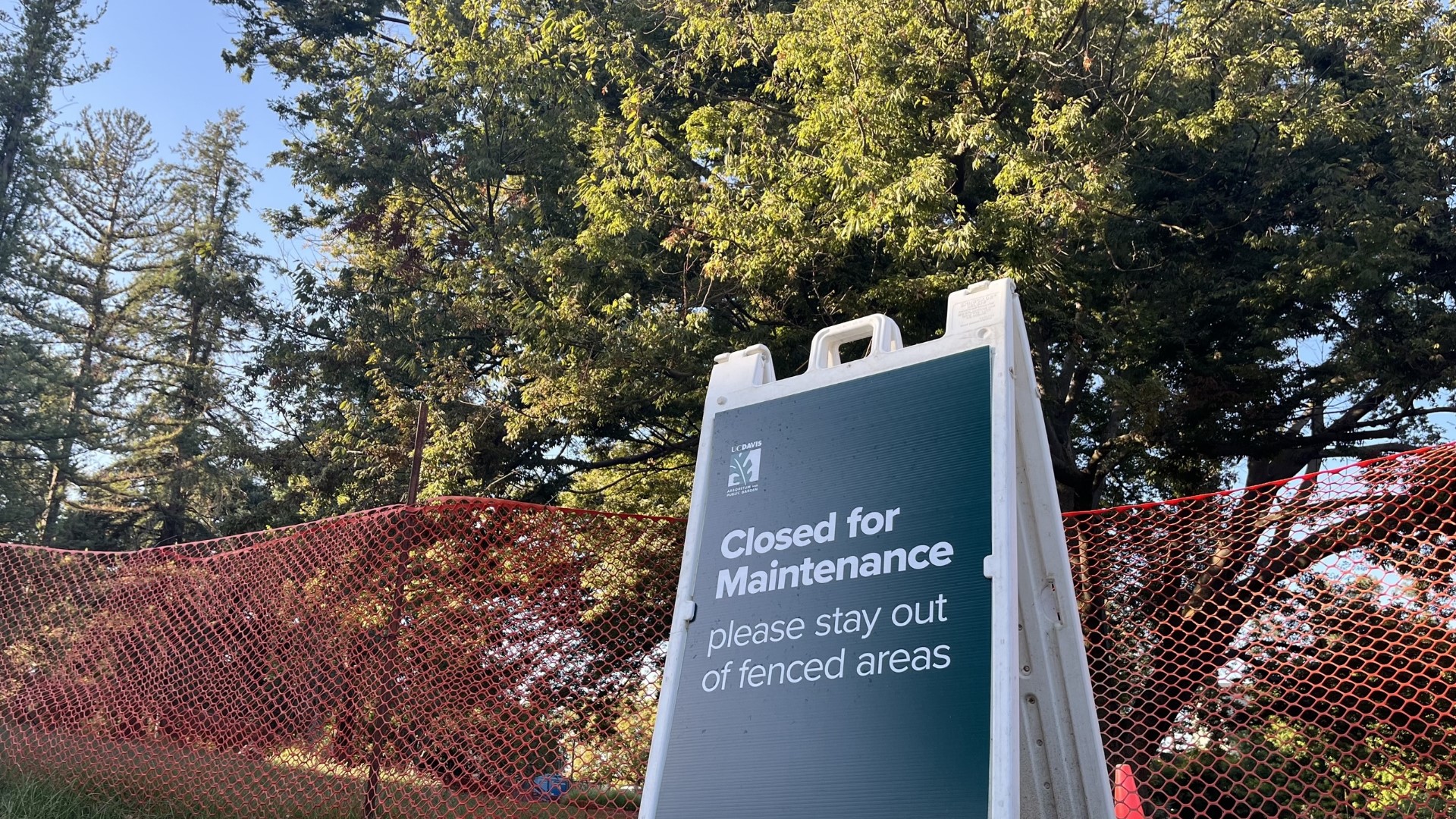 A beloved and iconic tree on the campus of UC Davis will be removed starting Thursday.