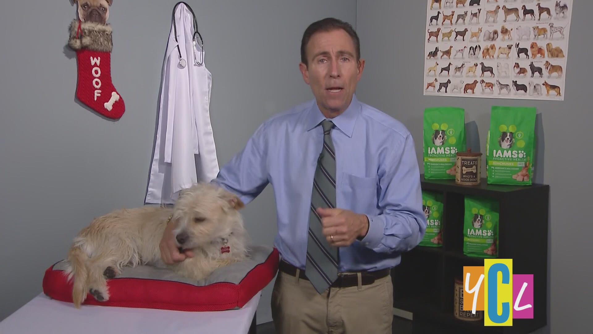 Veterinarian, Dr. Jeff Werber shares how a dog’s health can have an impact on its owner’s health. The following is a paid segment sponsored by IAMS Dog Food.