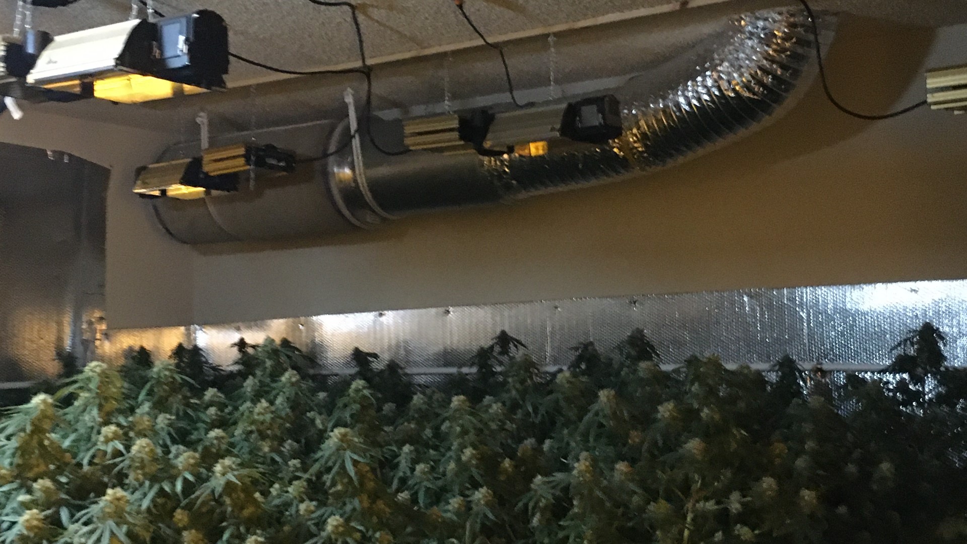 Sacramento police said officers will often find illegal marijuana grows to find makeshift electrical boxes that have exposed wiring, which is a fire hazard.