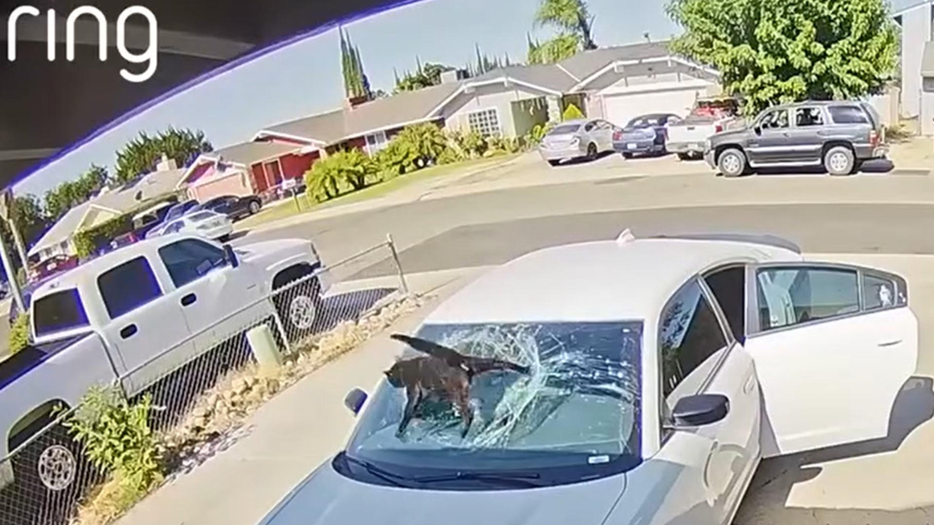 A woman in Ceres was left with a $400 bill after her cat leapt from the roof and onto the car's windshield.