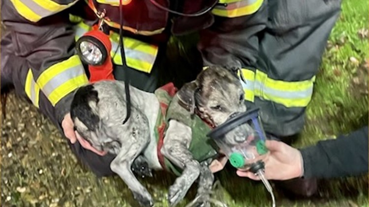 Congressman Kevin Kiley to honor Folsom firefighters for saving dog’s life
