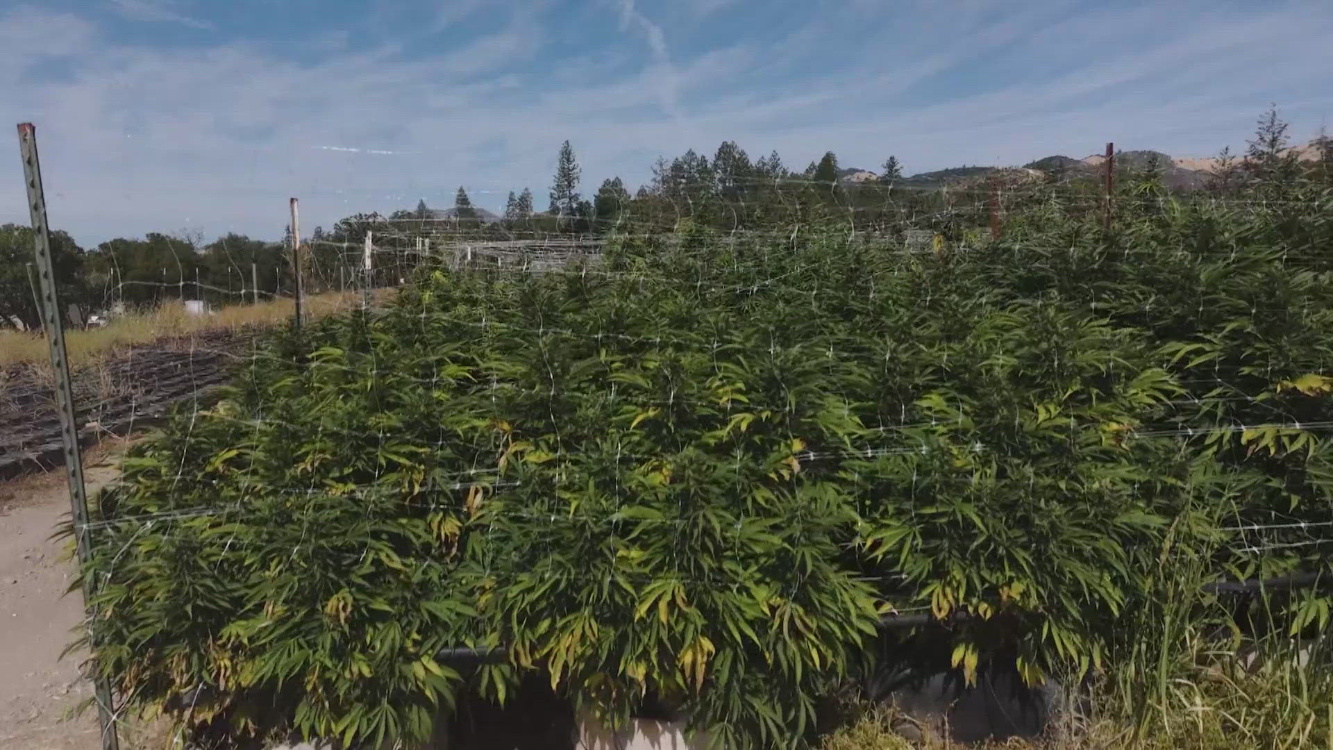 The same climate great for growing grapes is also great for growing cannabis, and now it's harvest season.