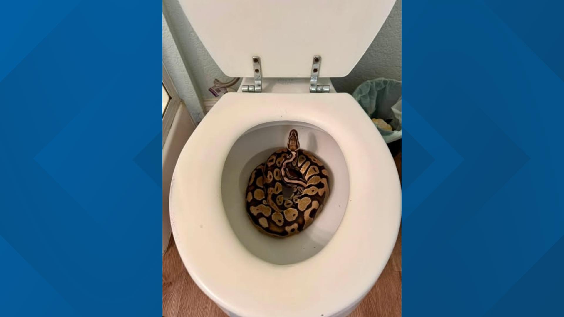 8 Ft Ball Python Orangevale woman gets answers after finding ball python in toilet ...