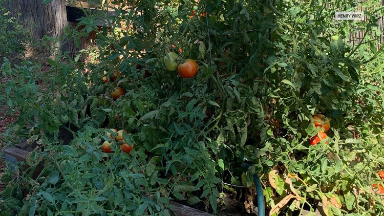 'I'm not too worried about tomorrow' | ROOT community garden project helps feed Sacramento families