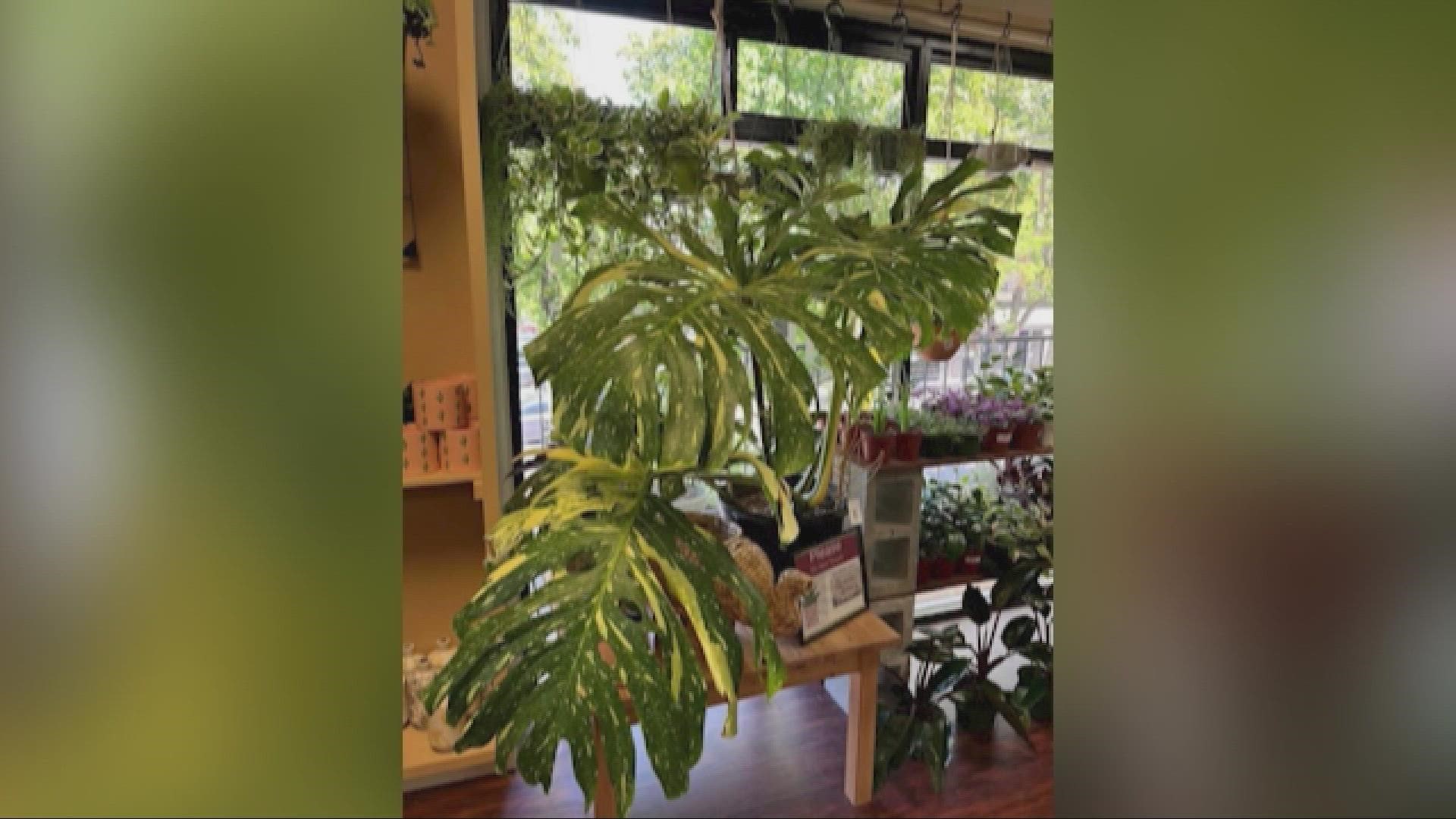 This plant was a monstera Thai constellation plant worth $2,000, and co-owners Ricky Barosa and Larry Groves said they never expected someone to steal a plant.