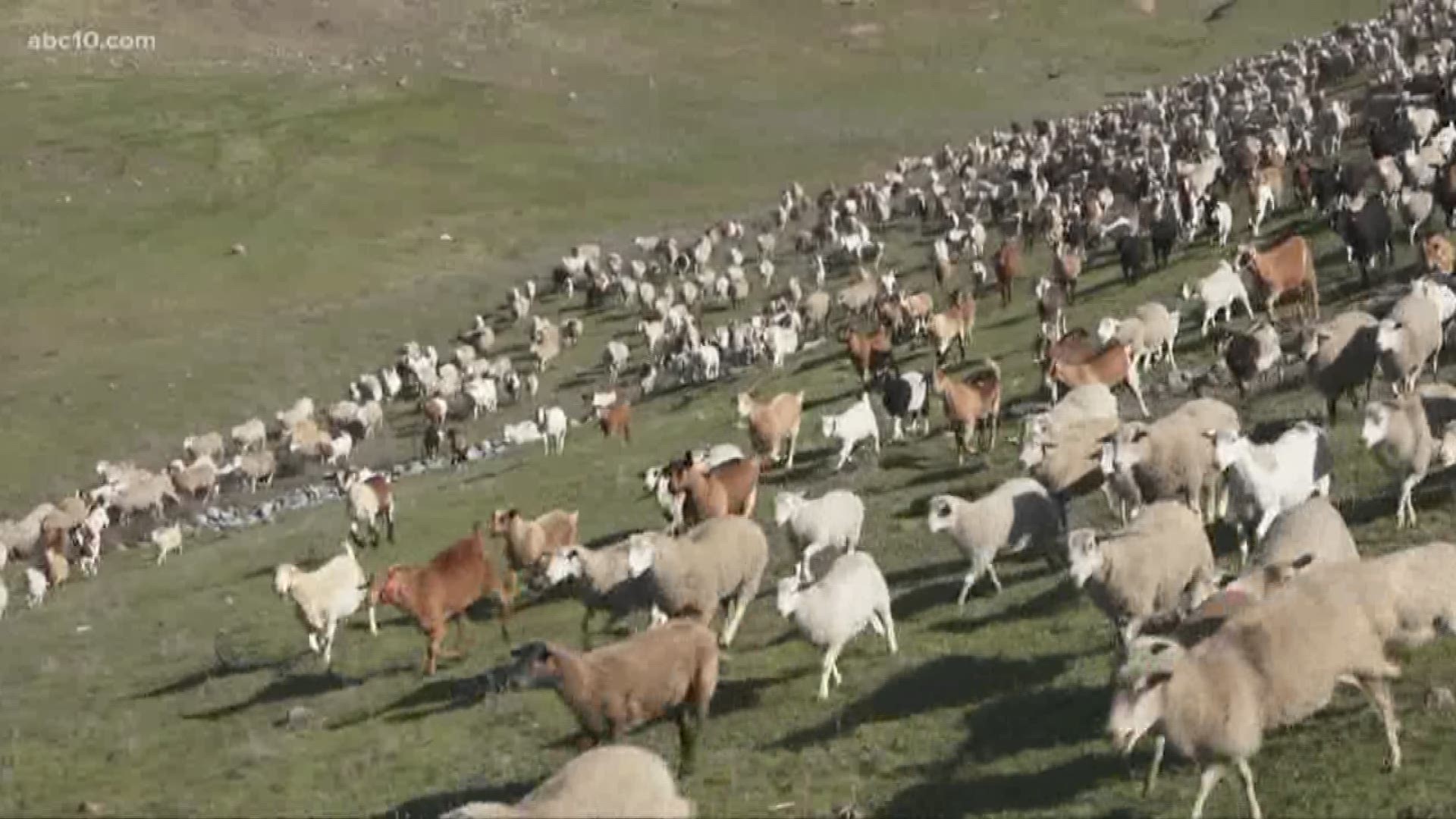 The city of Rocklin is using goats to clear out the grass and weeds to reduce fire fuels, which also reduces the risk of potential wildfires.
