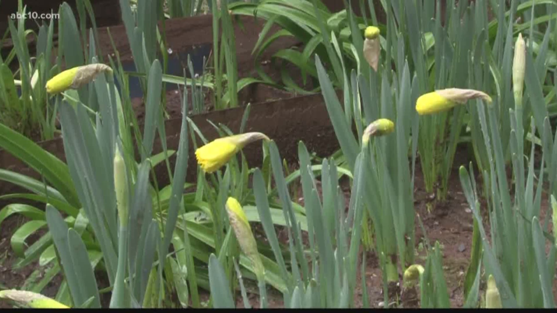 Daffodil Hill, the popular springtime attraction, announced on Facebook they are not opening for the 2018 season. (Mar. 21, 2018)