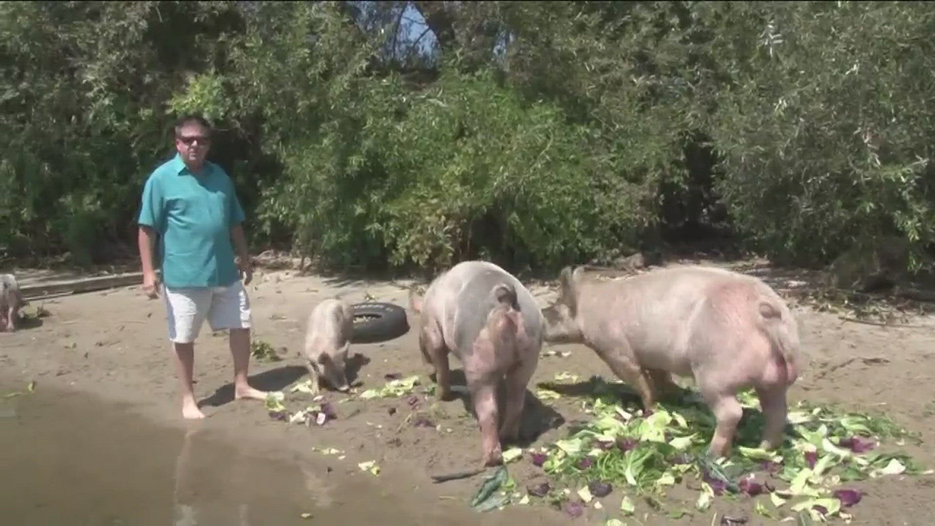 Despite the flooding, the pigs seemed to be well fed and have faired well off the islands vegetation for generations. (Mar. 7, 2017)