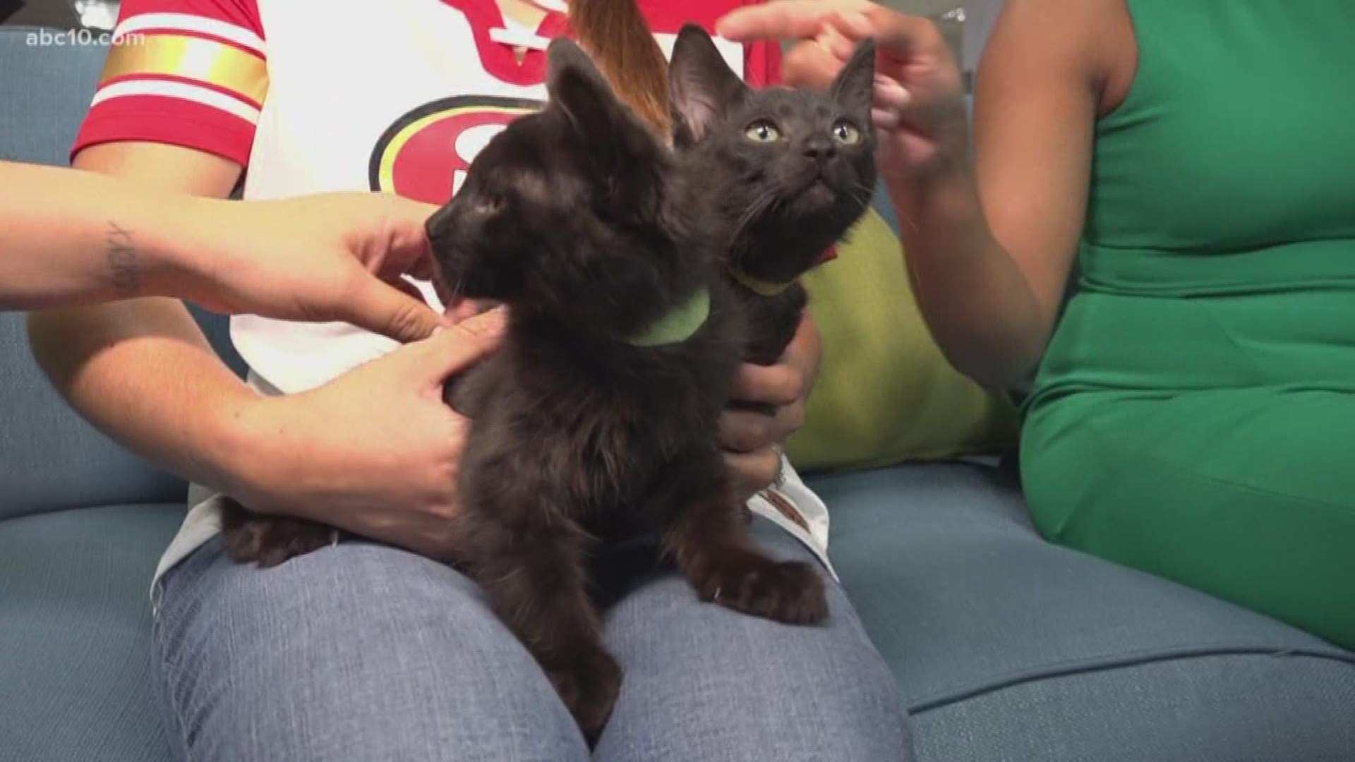 It's Friday, which means it's time for Morning Blend's pet of the week.