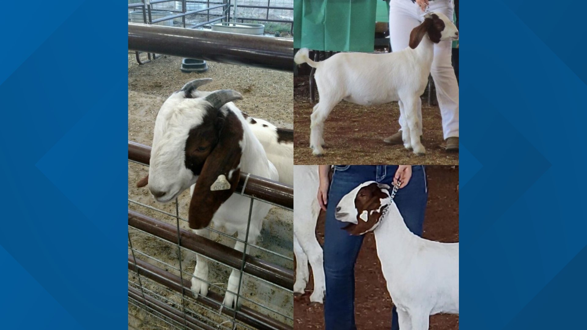 The goat, Bella, is valued at $500, but school officials say the emotional loss far exceeds the monetary value.