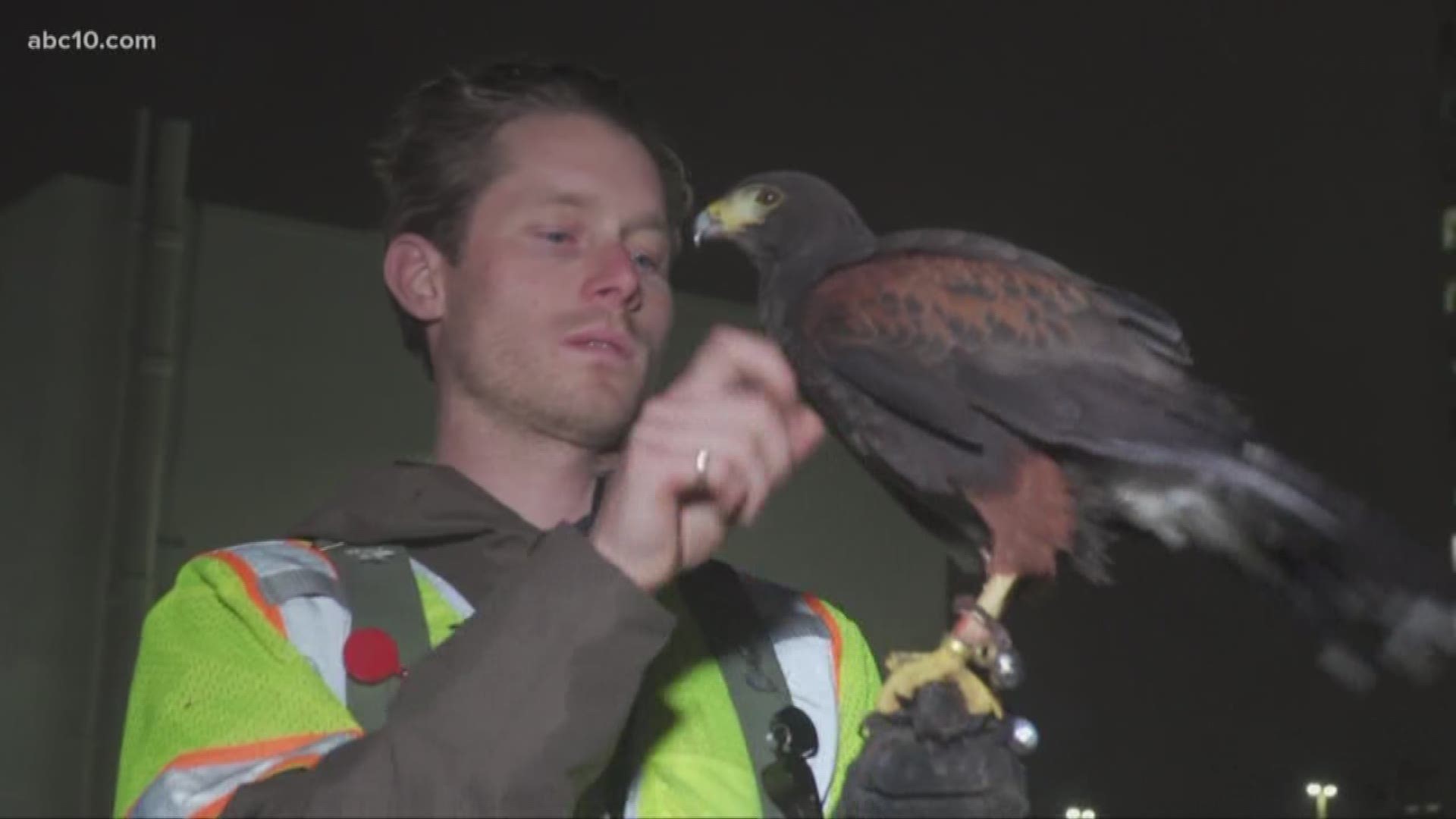 There are birds of prey on patrol in Downtown Sacramento. Their mission? To get rid of nuisance birds like crows and the droppings they leave behind.