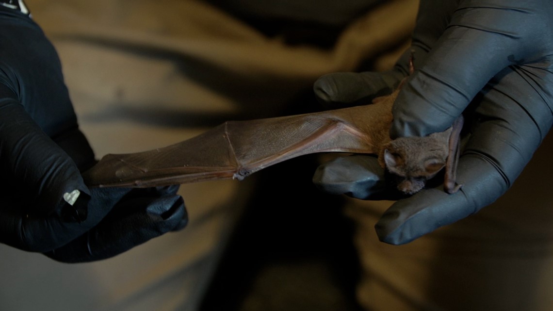 NorCal Bats are saving the animal and correcting misconception - Vimarsana News
