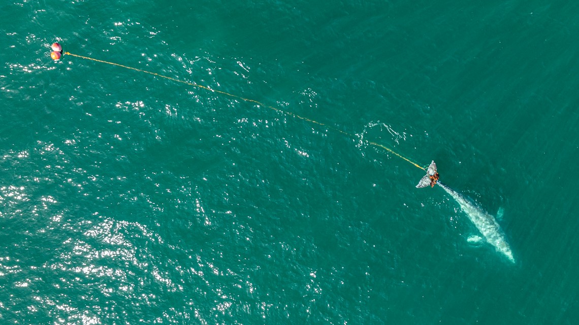 California: Rescuers search for gray whale entangled in net - Vimarsana News