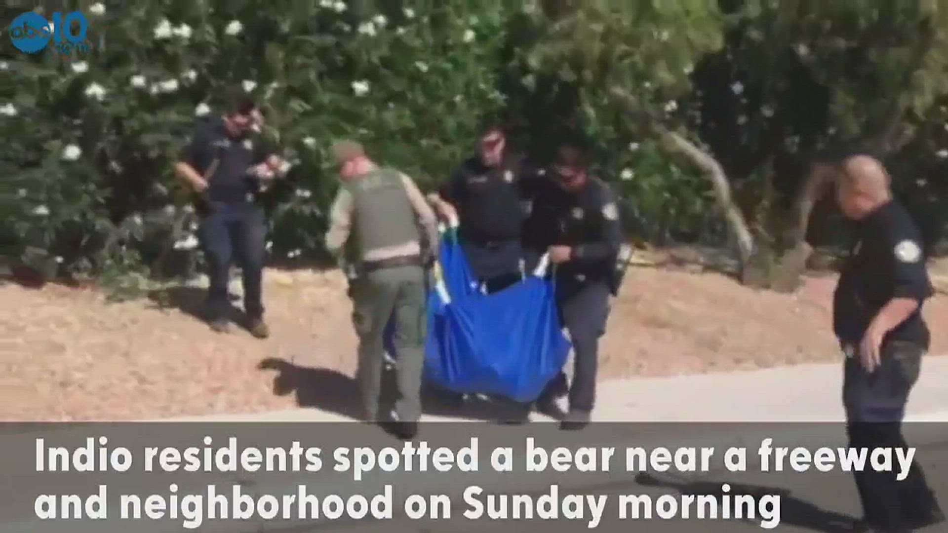 Bear located near Indio car dealership is safely moved to natural habitat