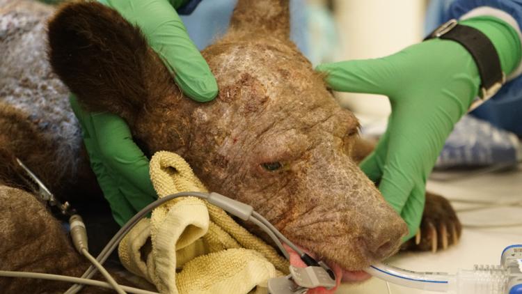 Sick Tahoe bear cub euthanized at Oakland Zoo