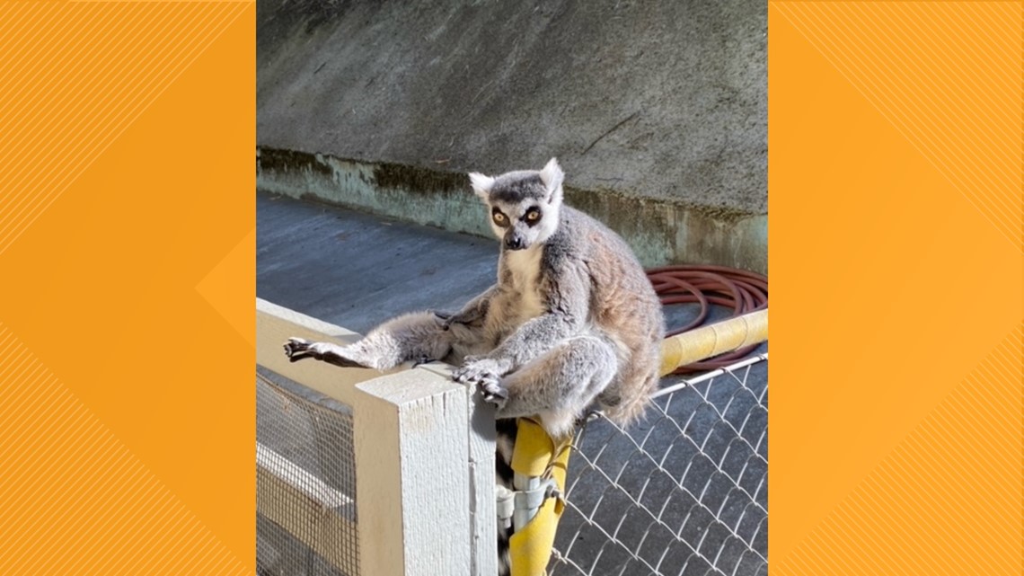 Lodi lemur at zoo dies from cancer - Vimarsana News