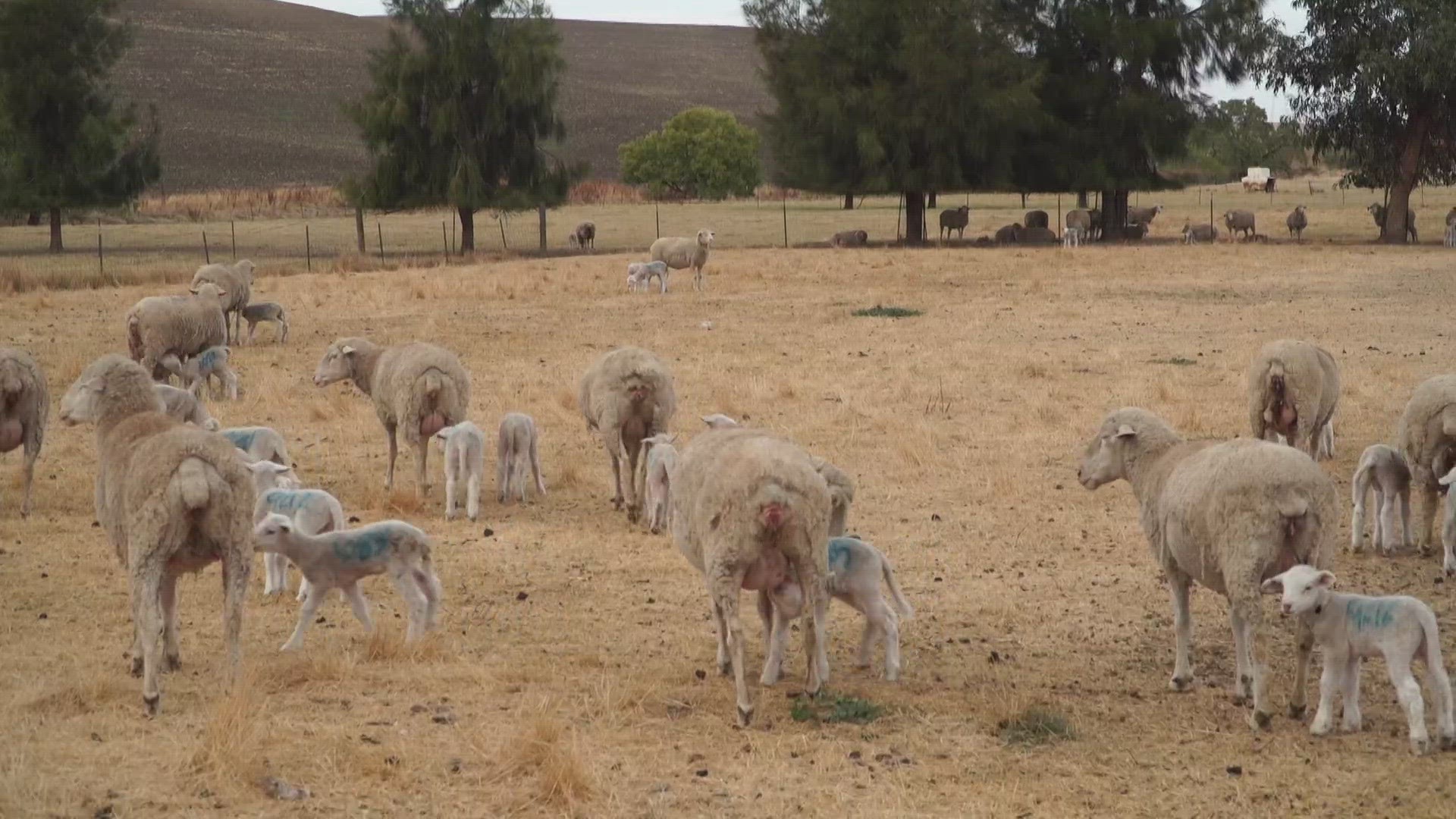 "It’s like asking the Pope if he would give up being a priest for $2 billion,” said a farmer who turned down multiple offers from the minds behind the idea.