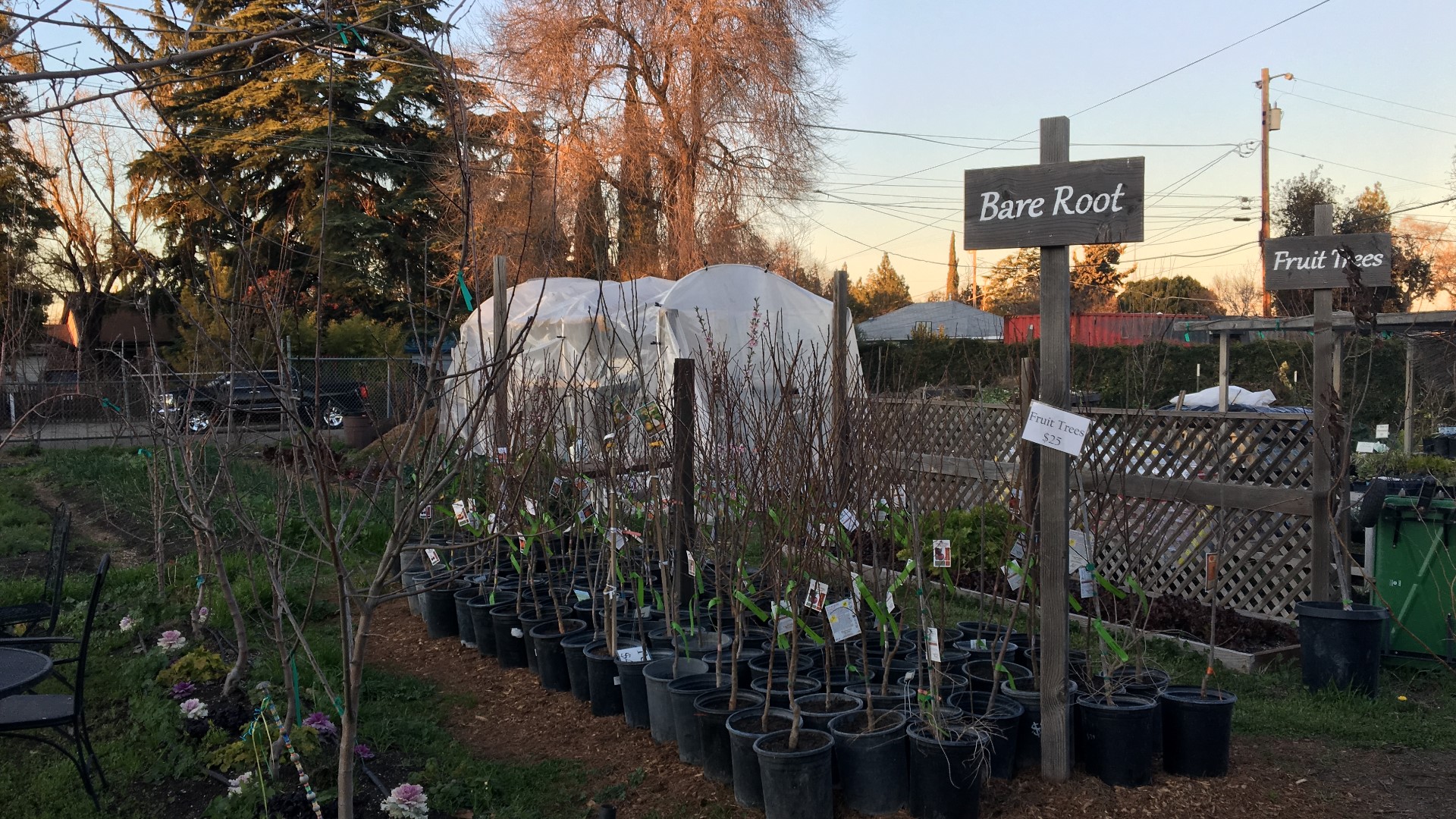 Farmers are preparing their plants that are vulnerable to cold weather as temperatures approach freezing tempatures.