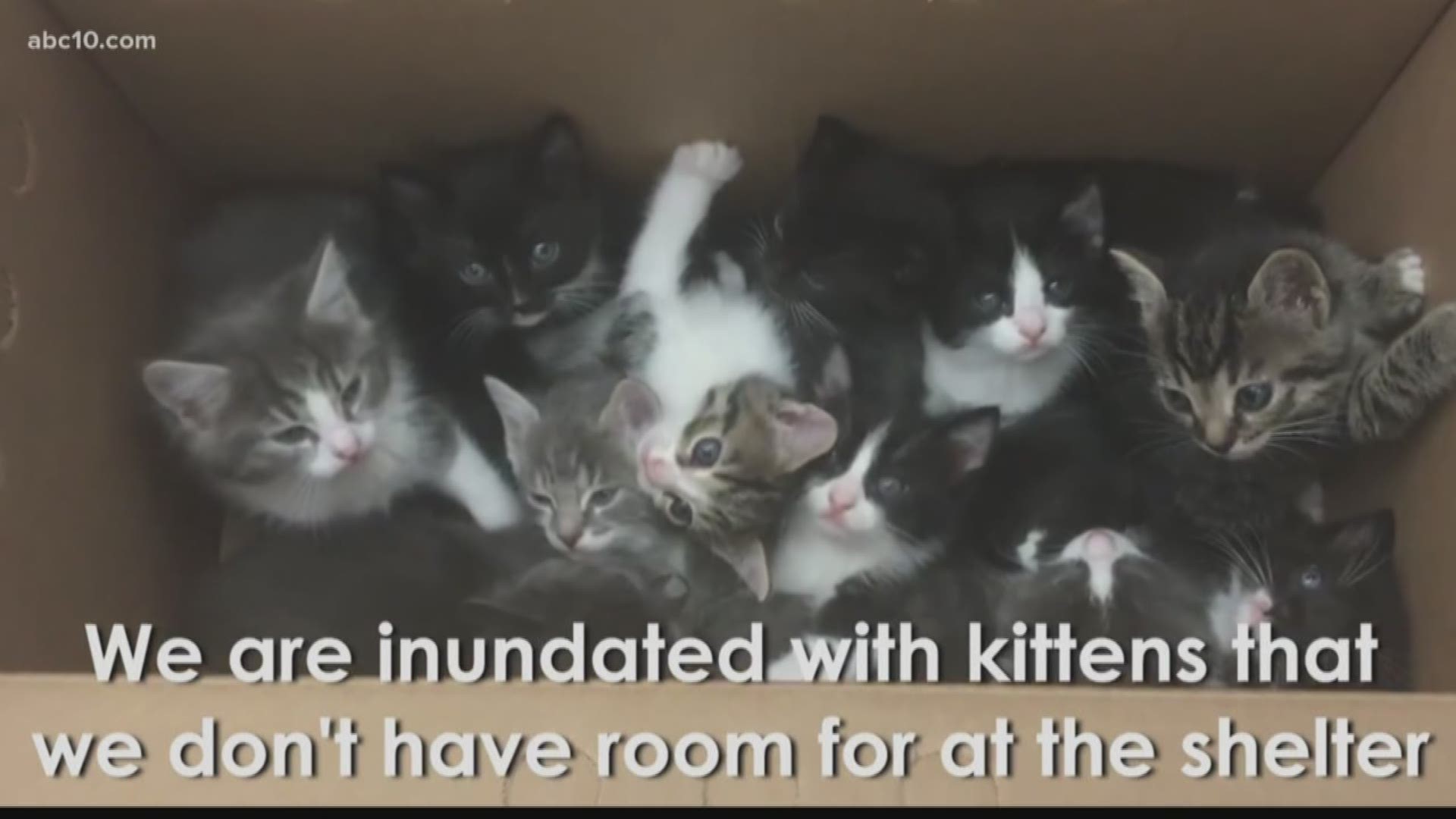 The volunteers will provide temporary homes for the kittens for several weeks. 