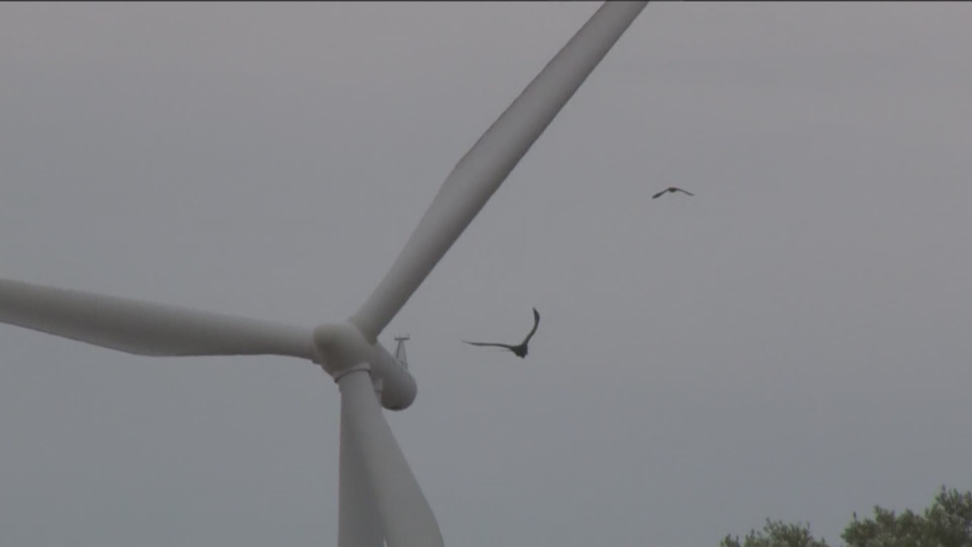 Man claims to make bird safe wind turbine 