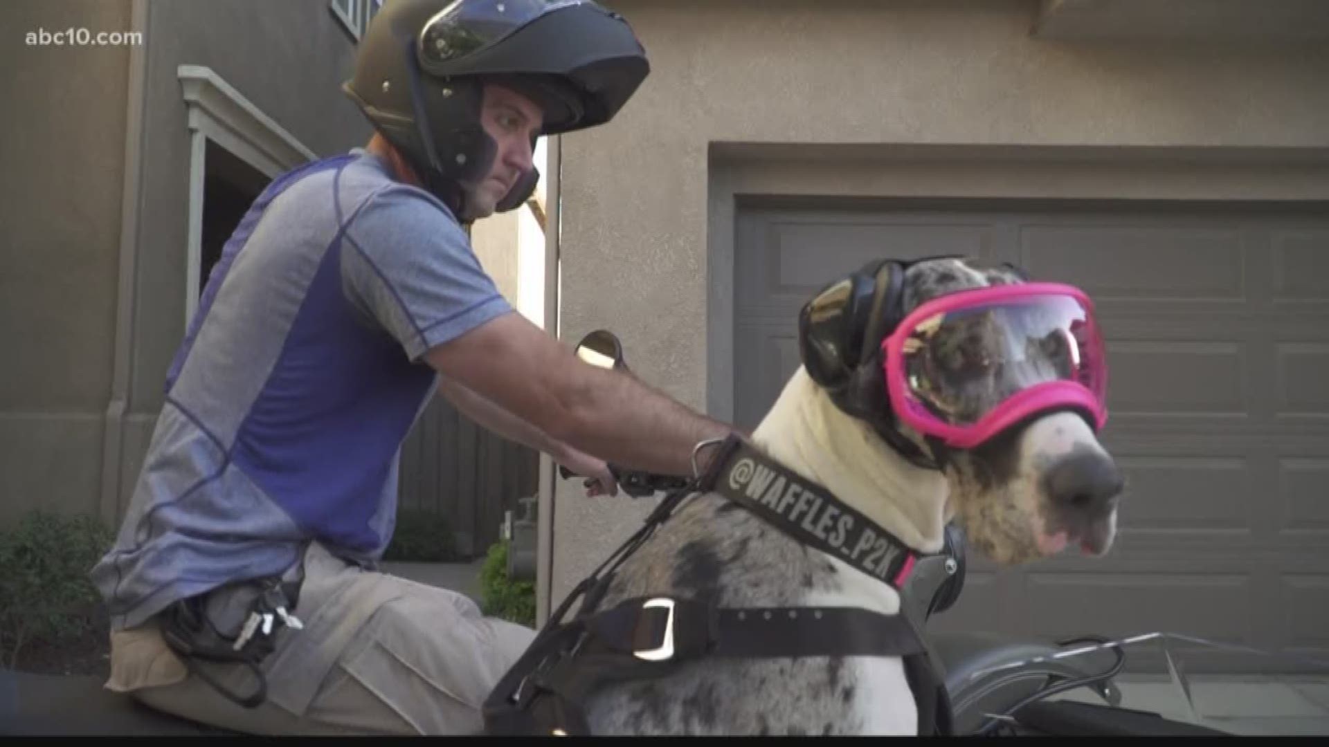 Waffles, a Great Dane from Modesto, is getting attention for riding in a side car. 