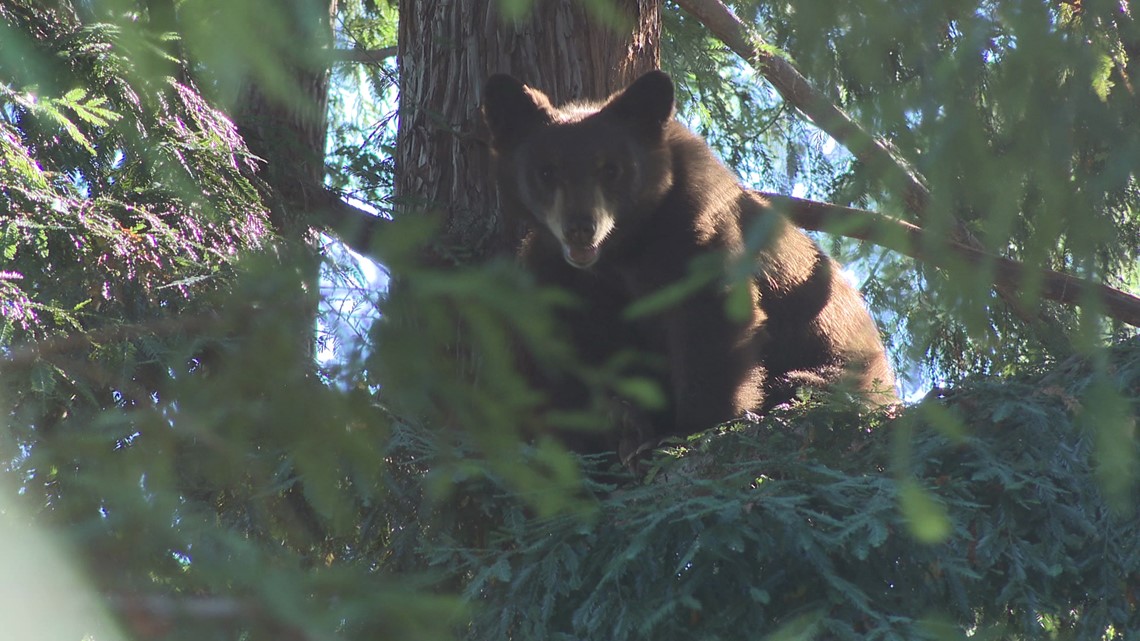 More bear sightings cause alarm in Auburn neighborhood - Vimarsana News