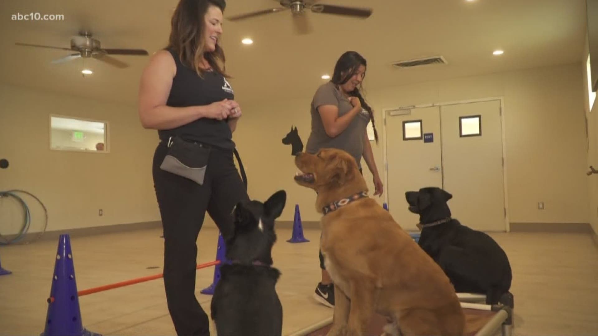 Five ways to keep your dogs active inside due to poor air quality outside for less than $40!