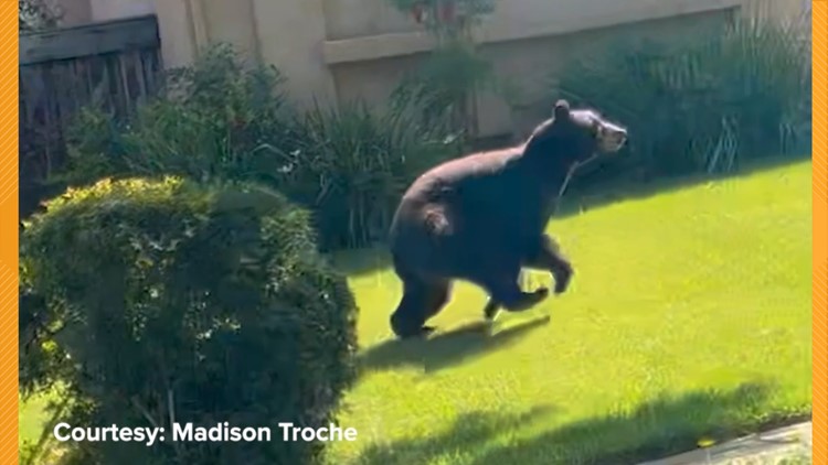 Bear roams streets of Fairfield | Raw Video