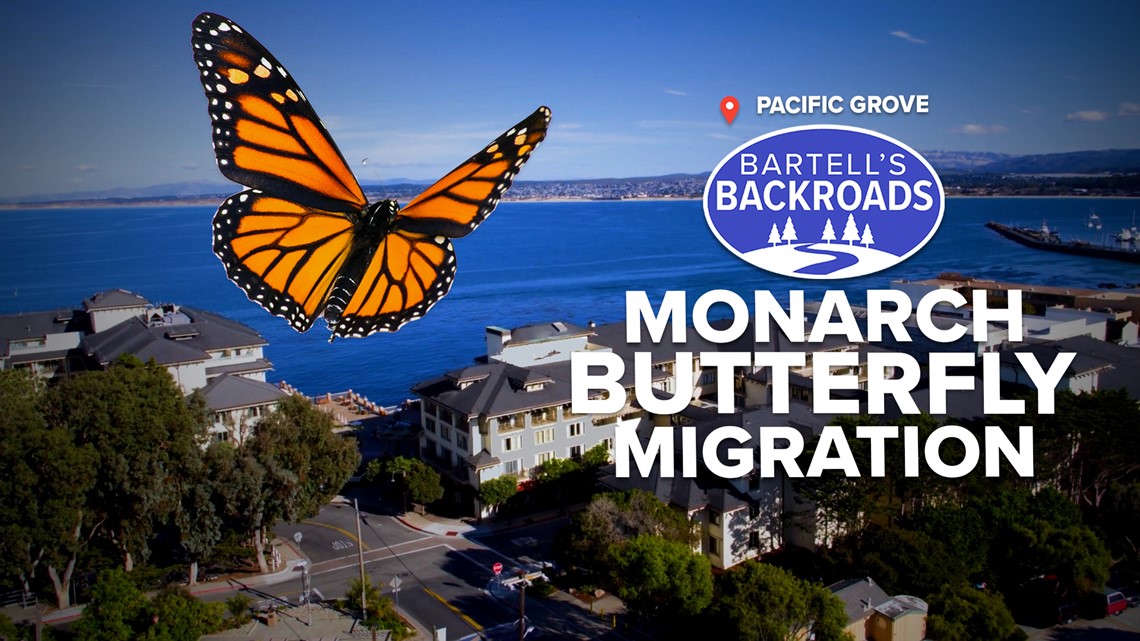 Hang out with hordes of monarchs in Butterfly Town, USA | Bartell's Backroads