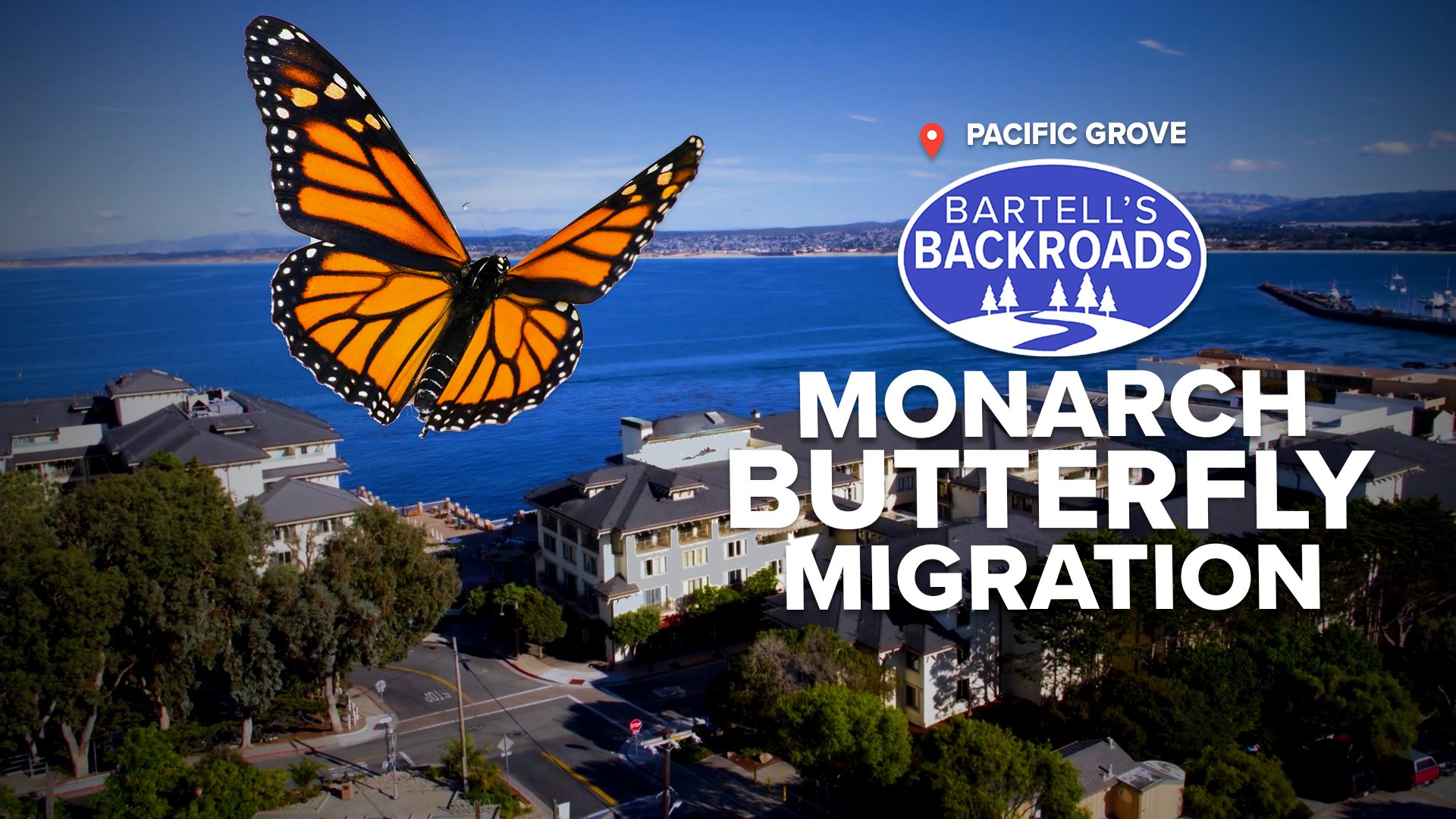 Pacific Grove is one of the largest wintering sites for the western monarch butterfly, and at this time of year you'll see them wherever you look.